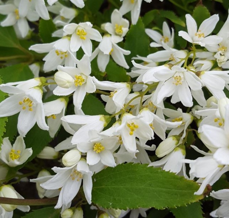 Дейция изящная Никко