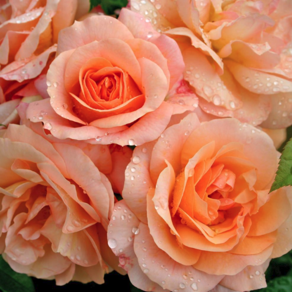 Роза полиантовая Aprikola