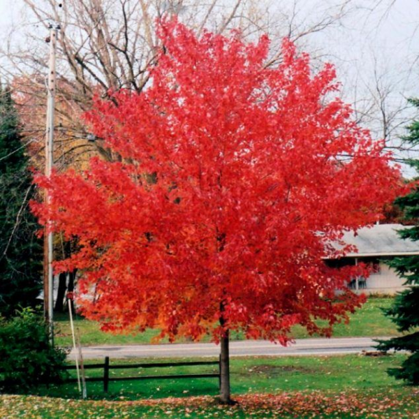 Клен татарский Гиннала