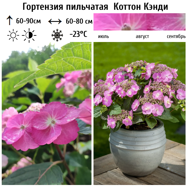 Гортензия пильчатая Флаер энд Флаверс Коттон Кэнди
