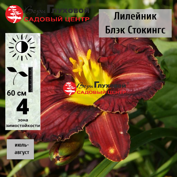 Лилейник  Блэк Стокингс