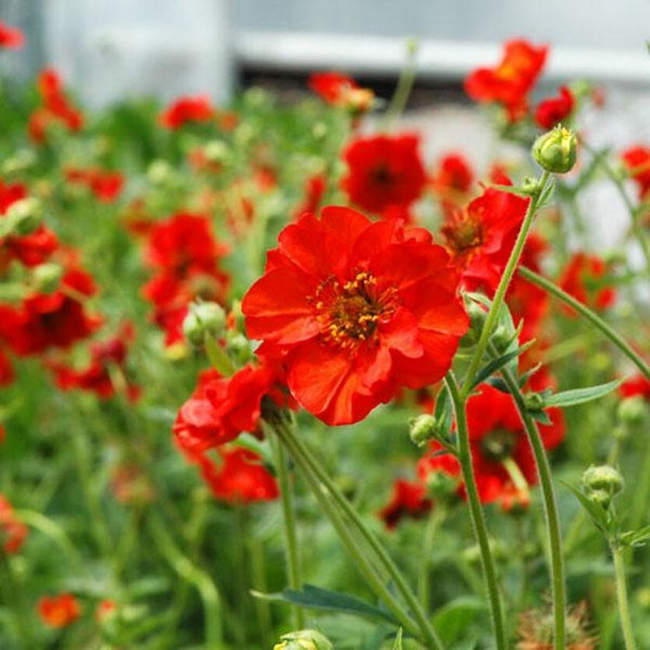 Гравилат чилийский Миссис Бредшоу
