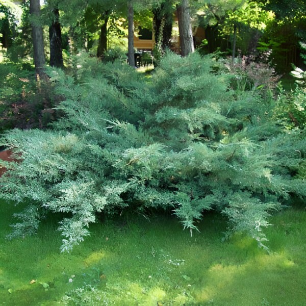 Можжевельник виргинский Хетц