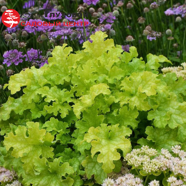Гейхера (Heuchera) Лайм Раффлз
