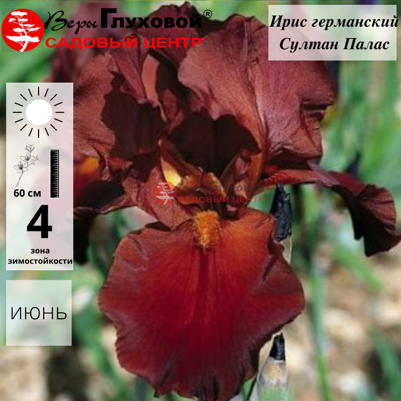 Ирис германский  Султан Палас