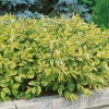 Дерен белый (Cornus alba) Гоучаулти   С3 СП/25