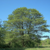 Ольха черная (Alnus glutinosa) 120-150 С7,5 БАл/24