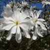 Магнолия звёздчатая (Magnolia stellata) С3 СП/25